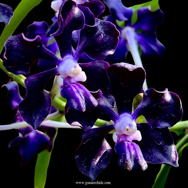 buy vanda jairak black knight orchid online