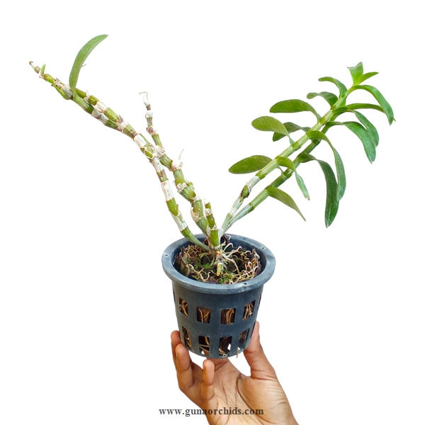 Thumbnail: Dendrobium Nobile Watanabe White BS