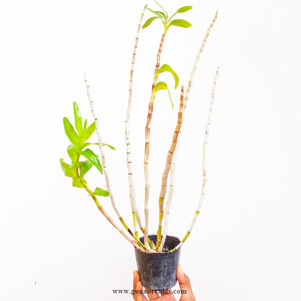 Thumbnail: buy dendrobium parthenium orchid plant online