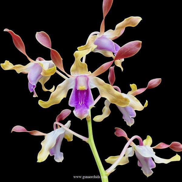 buy dendrobium dragon fly 'variegated' orchid online