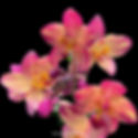buy spathoglottis big orange fancy orchid online