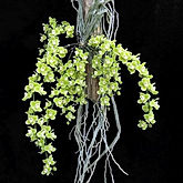 chiloschista viridiflava orchid care key