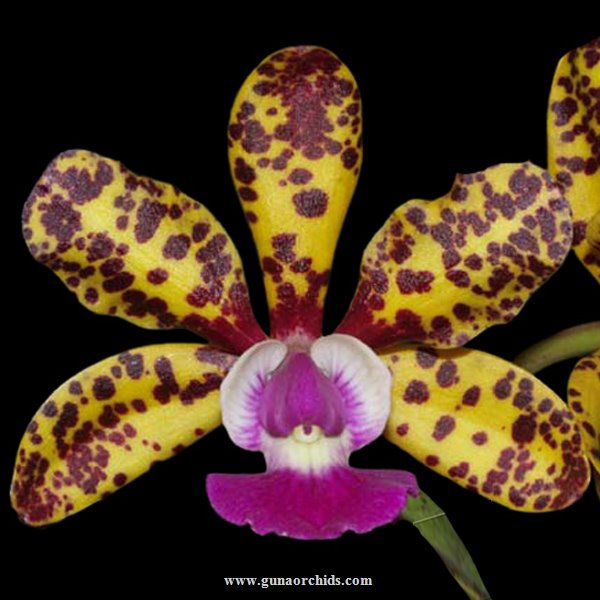 Rare and Exotic Orchids for Sale in India Buy Special Orchids Online