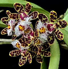 gastrochilus bellinus orchid care key