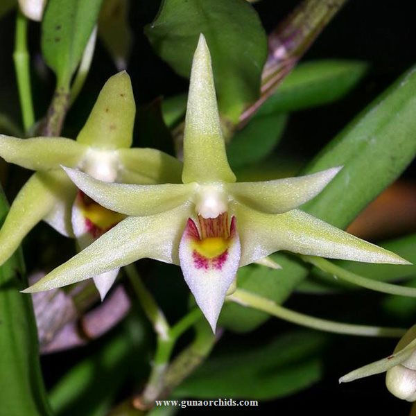buy dendrobium officinale orchid online
