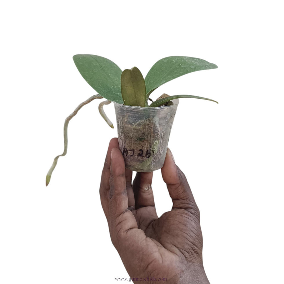 Thumbnail: buy phalaenopsis ox prince 'allura' orchid plant online