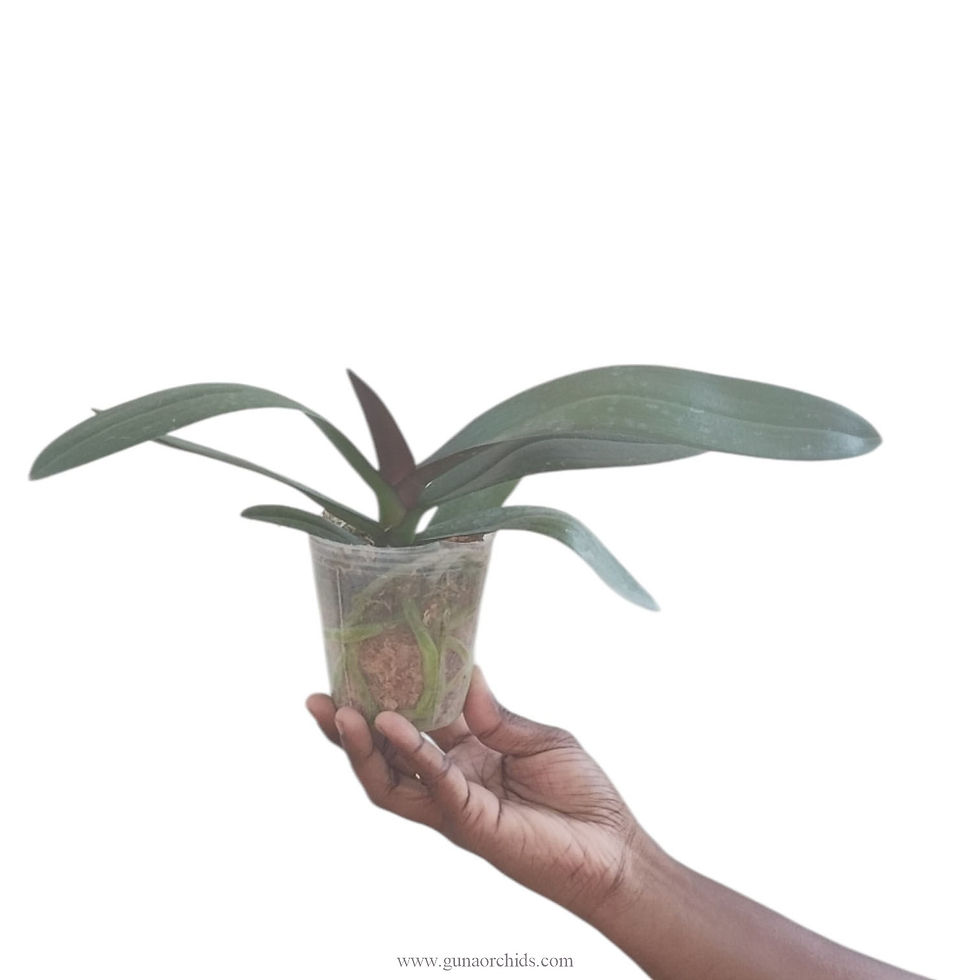 Thumbnail: buy phalaenopsis jc maidanglu orchid plant online