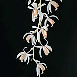 coelogyne swaniana orchid care key