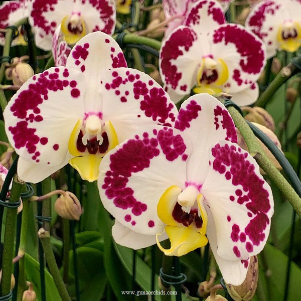 Thumbnail: buy phalaenopsis chian xen pearl x taida sogo diamond orchid online