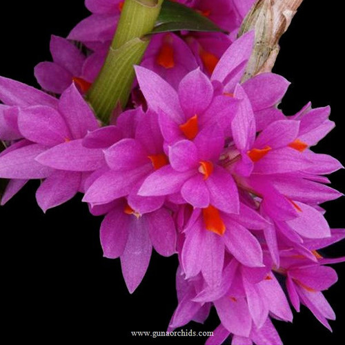 Buy Dendrobium Hibiki Orchid Online | Guna Orchids