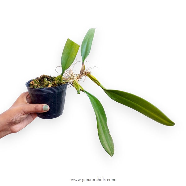 Thumbnail: Bulbophyllum BS 5 Pack Combo