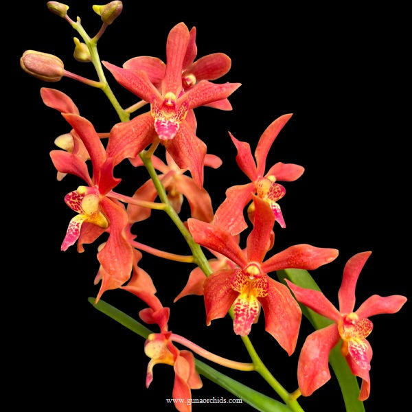 buy renanstylis fire & sky orchid online