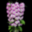 buy dendrobium nobile akebono orchid online