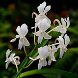 neostylis lou sneary white