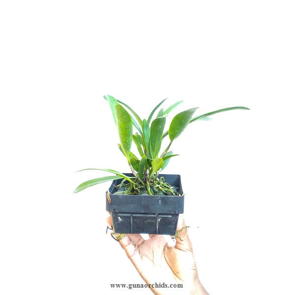 Thumbnail: buy epidendrum stamfordianum pink lip orchid plant online