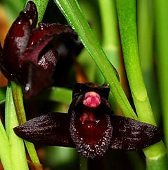 brasiliorchis schunkeana orchid care key