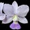 Thumbnail: buy cattleya walkeriana var coerulea orchid online