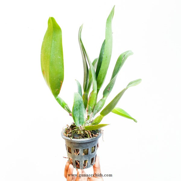 buy rhyncholaeliocattleya white diamond orchid plant online