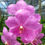 Thumbnail: buy vanda renu gold x bitz heartthrob orchid online