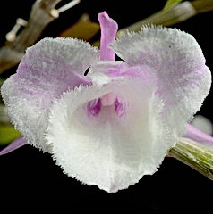 dendrobium aphyllum trilabelo "shining pink" orchids care key