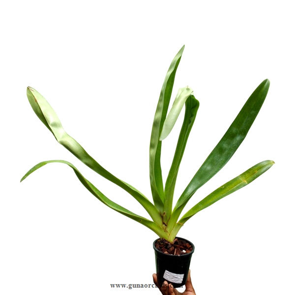Thumbnail: buy Paphiopedilum Volcano Goddess orchid plant online