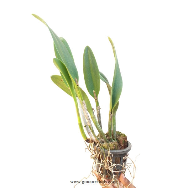 Thumbnail: buy cattleya copper queen orchid plant online