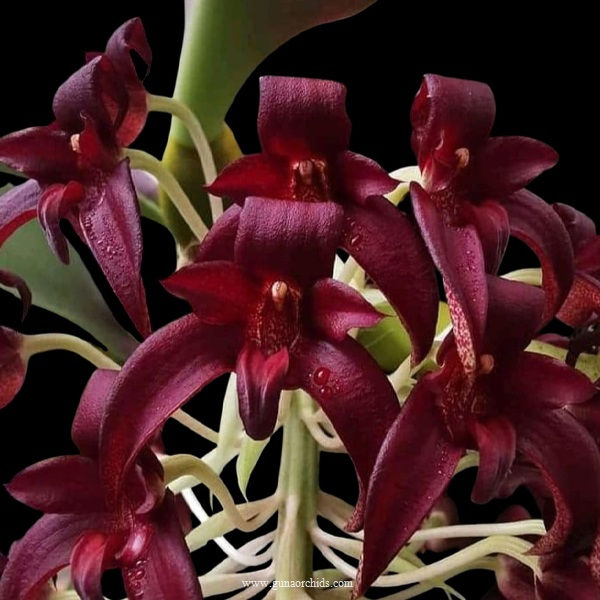 buy bulbophyllum raksasa orchid online