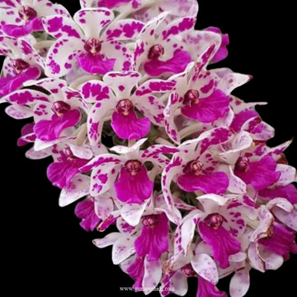 buy rhynchostylis gigantea kra orchid online