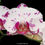 Thumbnail: buy phalaenopsis ox princess orchid online