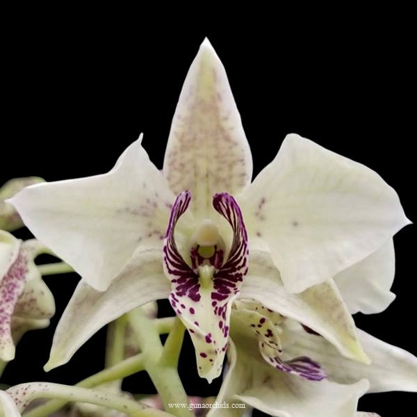 buy dendrobium roy tokunaga orchid online