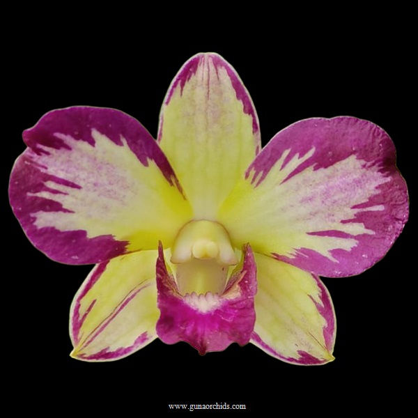 buy dendrobium ang peng boon orchid online