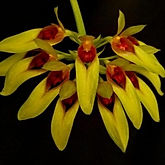bulbophyllum graveolens orchid care key