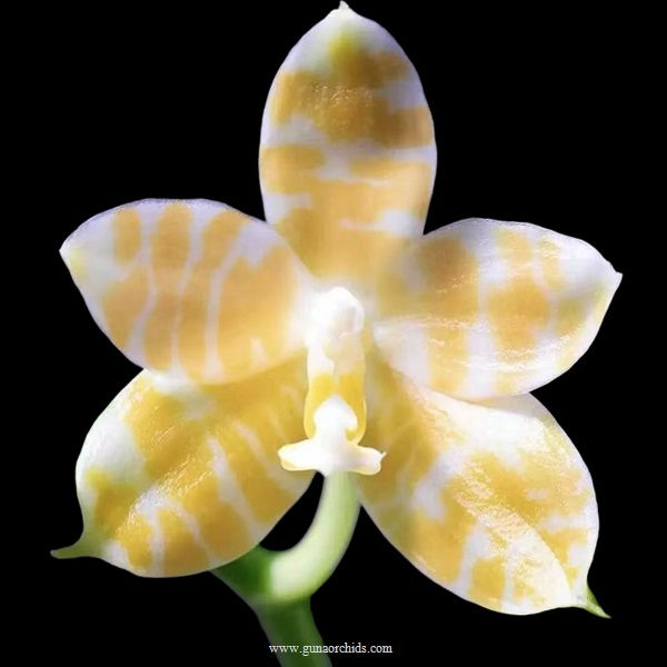 Thumbnail: buy phalaenopsis ks super zebra 'golden zebra' orchid online
