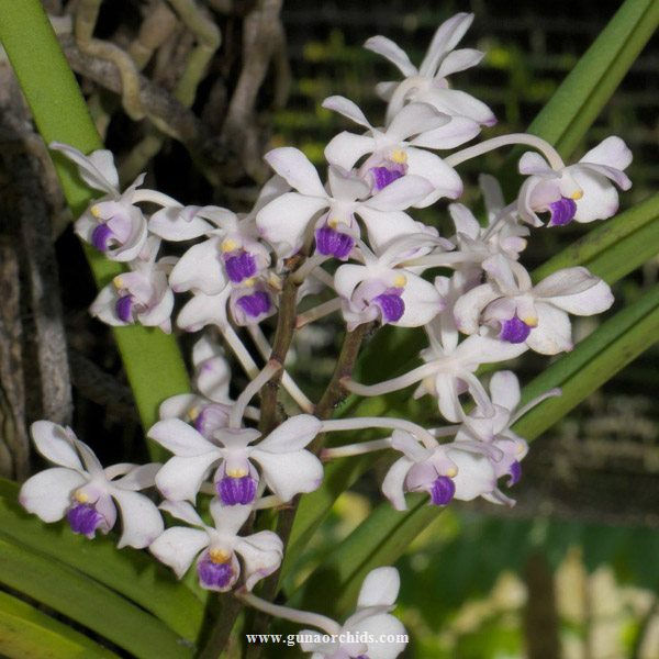 Thumbnail: buy vanda lilacina orchid online