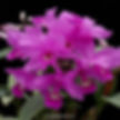 buy guarianthe skinneri 'heiti jacobs' orchid online