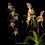 Thumbnail: buy paphiopedilum booth sand lady x wossner black wings orchid online
