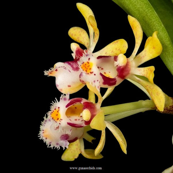 buy gastrochilus obliquus orchid online
