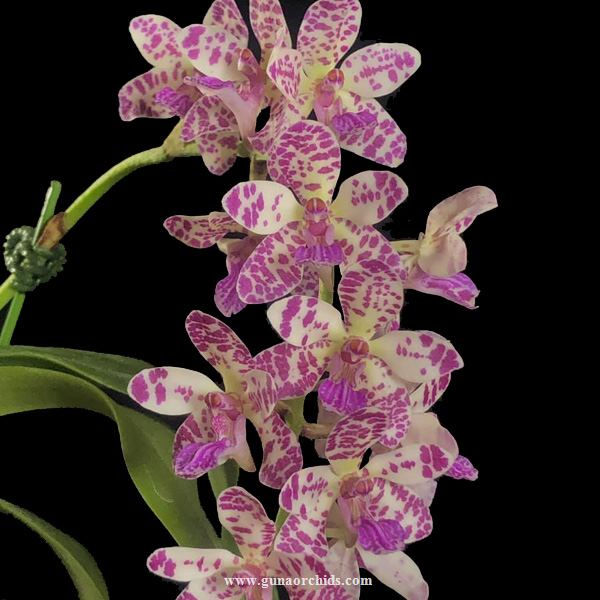 Rare and Exotic Orchids for Sale in India Buy Special Orchids Online