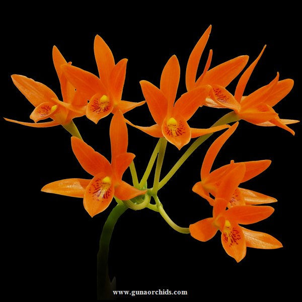 buy cattleya aurantiaca orchid online