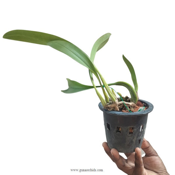 Thumbnail: buy bulbophyllum masdevalliaceum orchid plant online