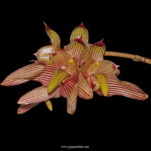 Thumbnail: buy  bulbophyllum bicolor orchid online