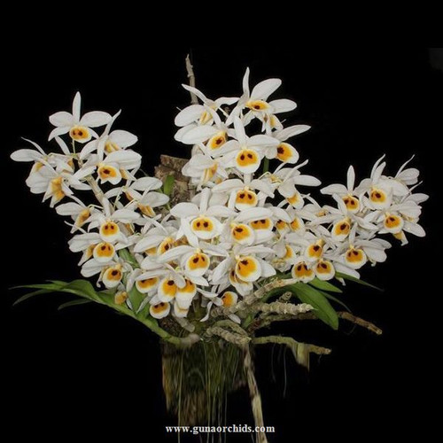 Buy Dendrobium Bensoniae FF BS Orchid Online Orchid Plants for Sale Guna Orchids