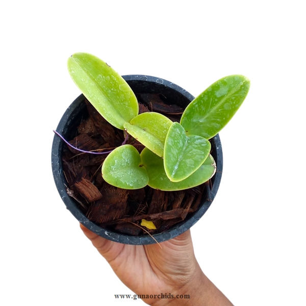 Thumbnail: buy cattleya nobilior var. alba orchid plant online