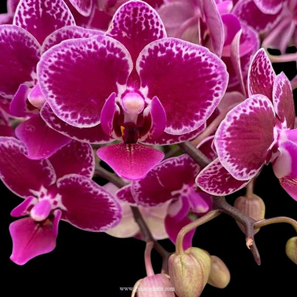 Thumbnail: buy phalaenopsis chia e yenlin variegata orchid online
