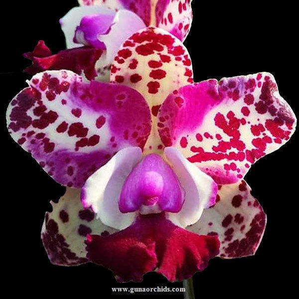 buy cattleya water song orchid online