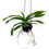 Thumbnail: buy vanda densoniana orchid plant online