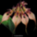 buy bulbophyllum rothschildianum orchid online