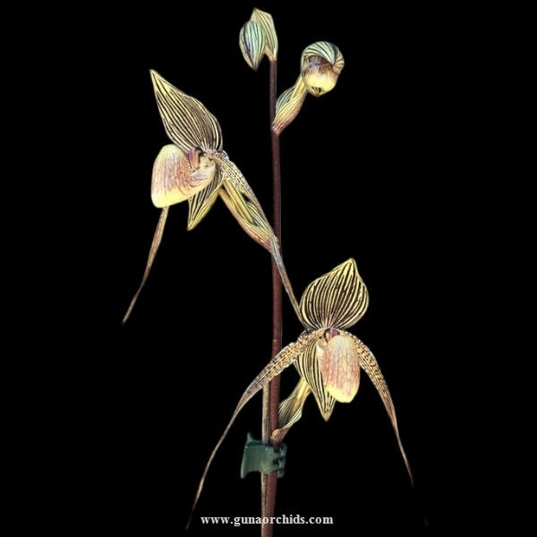Thumbnail: Paphiopedilum Volcano Goddess BS