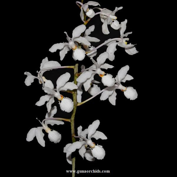 Rare and Exotic Orchids for Sale in India Buy Special Orchids Online