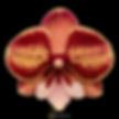 buy phalaenopsis amber orchid online